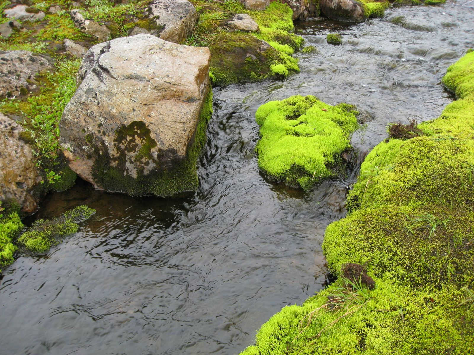 Moss, coloriceland.com. Picture from Hornstrandir.